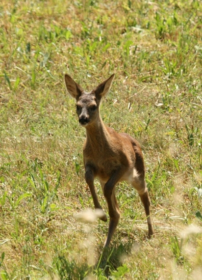 Il Capriolo